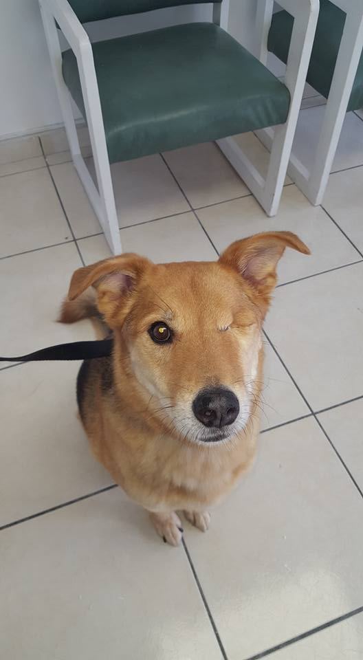 Descubrir 48+ imagen vet playas dr fimbres Viaterra.mx