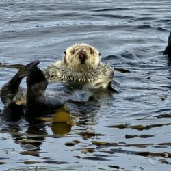 Morro Bay State Park - Sea Otter