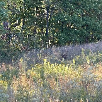 Elk and Bison Prairie - Parks Near Me - Golden Pond, Kentucky