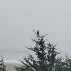 The Links at Bodega Harbour - Bird watching...