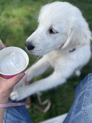 Red Hen Baking by null
