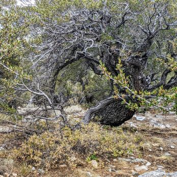 Great Basin National Park - Parks Near Me - Baker, Nevada