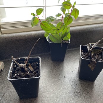 Direct Gardening - SET OF THREE Hanging basket plants only one is alive and others have mold when sent out THey want them back and do not have produc to replac - Nurseries & Gardening Near Me - Bloomington, Illinois Direct Gardening - SET OF THREE Hanging basket plants only one is alive and others have mold when sent out THey want them back and do not have produc to replac - Nurseries & Gardening Near Me - Bloomington, Illinois