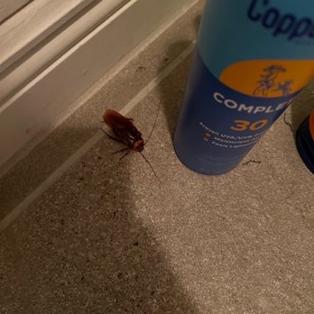 Coastal Dreamin' - Roach found dead after spraying myself - Vacation Rental Agents Near Me Coastal Dreamin' - Roach found dead after spraying myself - Vacation Rental Agents Near Me
