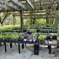 Hostas on the Bluff - Nursery, lots to choose from