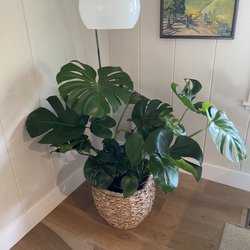 Dirty Girl Plant Co