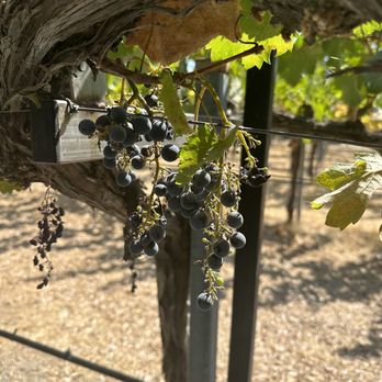 MOHI Ranch - Grapes all around the tasting area - Wineries Near Me - Morgan Hill, California