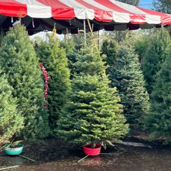 Moon Valley Christmas Trees