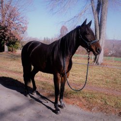 Masconette Farm - UP N'COMING ARTIST Standardbred Pacer mare