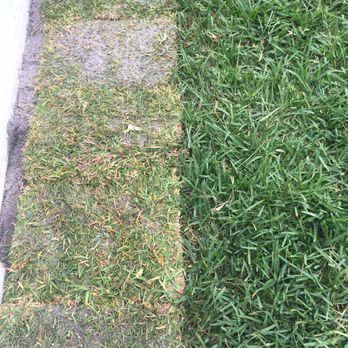 Everglades Equipment Group - "John Deere" sod (left) vs "1 Stop" sod (right) - Nurseries & Gardening Near Me - Orlando, Florida Everglades Equipment Group - "John Deere" sod (left) vs "1 Stop" sod (right) - Nurseries & Gardening Near Me - Orlando, Florida