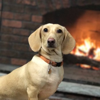 kirkland veterinary specialists