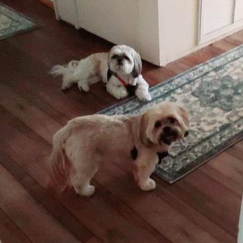 The Smiling Dog - Bear and Bentley - Pet Groomers Near Me - Rocklin, California
