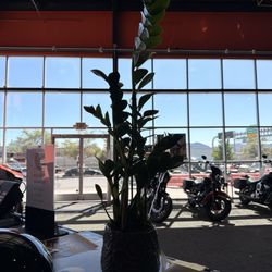 Bumblebee Blooms Flower Boutique