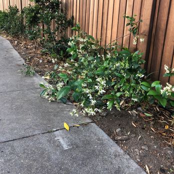 Elegance Landscaping - climbing vine planted amongst the bushes/shrubs which were also to be full/mature per contract - Landscaping Near Me