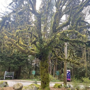 Lynn Canyon Park - Parks Near Me - North Vancouver, British Columbia