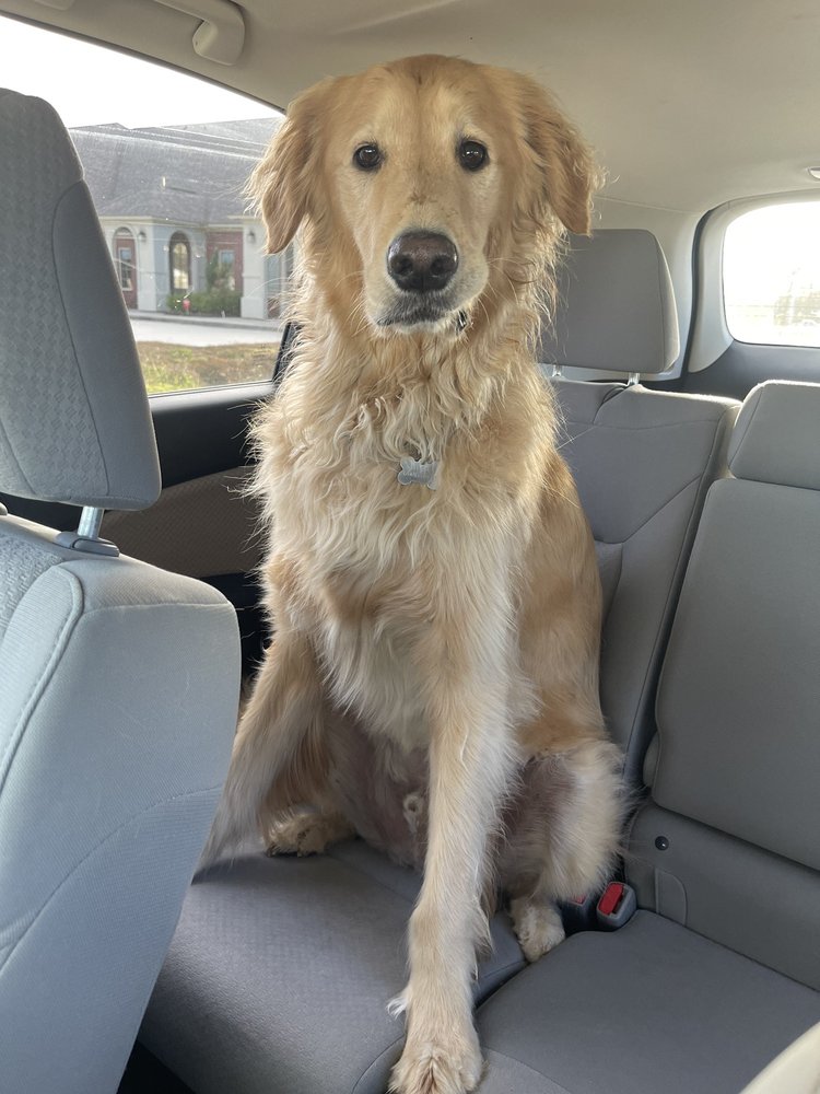 CAMP BOW WOW PRAIRIEVILLE Updated May 2024 17545 Old Jefferson Hwy