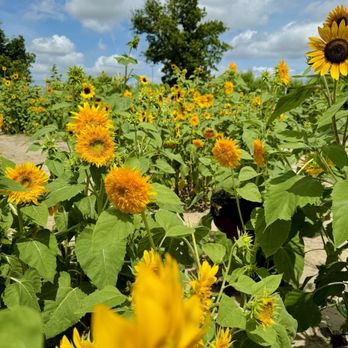 Sweet Eats Adventure Farm - Attraction Farms Near Me - Georgetown, Texas