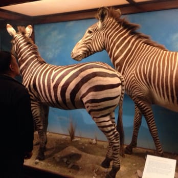 Field Museum - Museums Near Me - Chicago, Illinois Field Museum - Museums Near Me - Chicago, Illinois