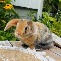 Aura Rose Rabbitry