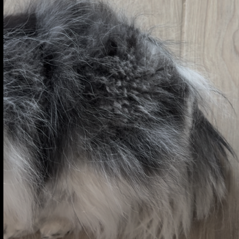 Sunshine Tails Moblie Grooming - Pet Groomers Near Me Sunshine Tails Moblie Grooming - Pet Groomers Near Me
