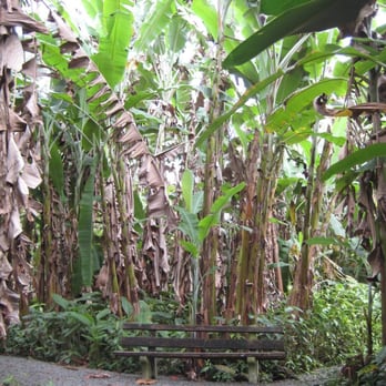 Dolphin Bay Hotel - There is an area where you can walk down to see more trees. There were a lot of mosquitos and spiders so be careful. - Hotels Near Me - Hilo, Hawaii