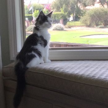 Noble Manes Cattery - Pet Stores Near Me - Lancaster, California