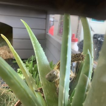 East Bay Vivarium - He loves climbing - Reptile Shops Near Me - Berkeley, California