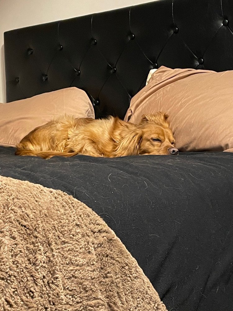 OMAHA PET VACCINATION CLINIC Updated September 2024 14 Reviews 4229 S 84th St, Omaha