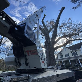 Tyson's Tree Service - Tree Services Near Me - Sterling, Virginia Tyson's Tree Service - Tree Services Near Me - Sterling, Virginia