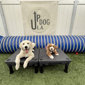 Up Dog LA - Pet Training Near Me Up Dog LA - Pet Training Near Me