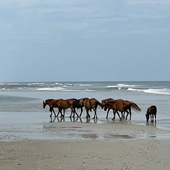 Bob's Wild Horse Tours - Tours Near Me - Corolla, North Carolina Bob's Wild Horse Tours - Tours Near Me - Corolla, North Carolina