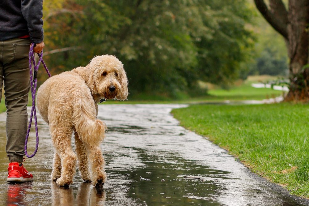 THE DAWG WALKER Updated September 2024 22 Photos Arlington Heights, Illinois Dog Walkers