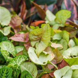 Mahoney's Garden Center