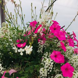Enchanted Gardens - A great hanging pot