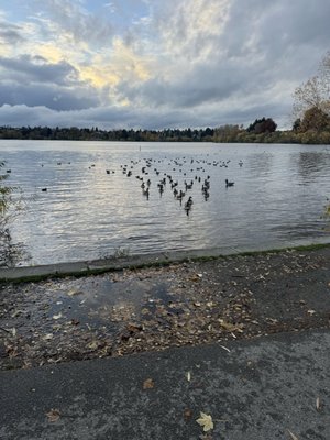 Green Lake Park by null
