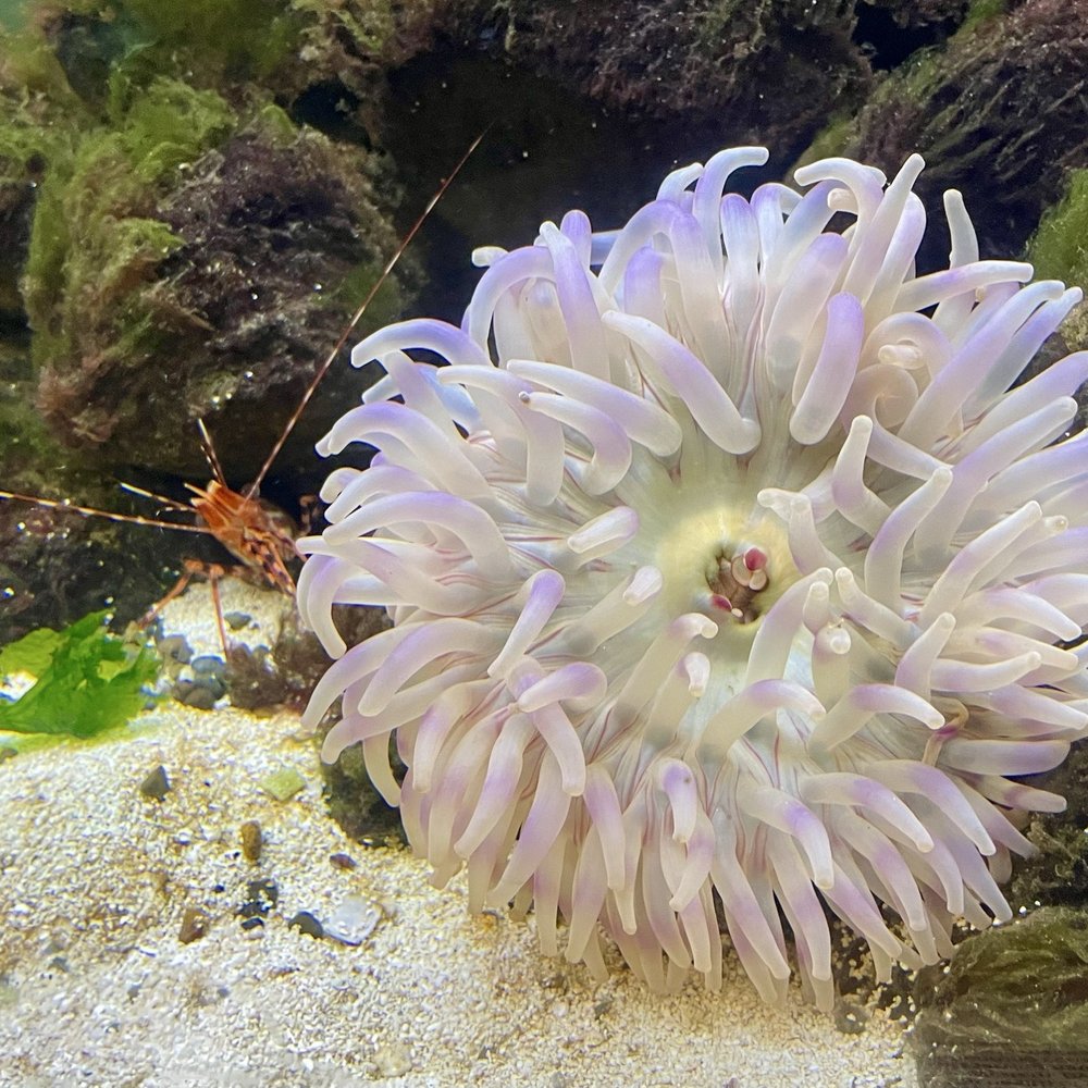 SEA Discovery Center - Aquariums Near Me - Poulsbo, Washington SEA Discovery Center - Aquariums Near Me - Poulsbo, Washington