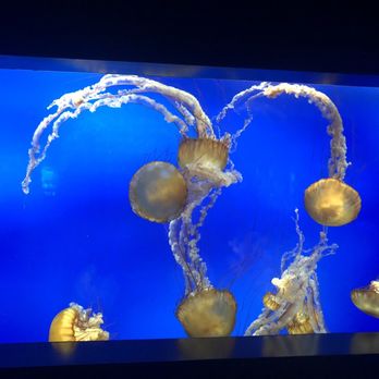 Aquarium Pyramid - Jellyfish - Aquariums Near Me - Galveston, Texas Aquarium Pyramid - Jellyfish - Aquariums Near Me - Galveston, Texas