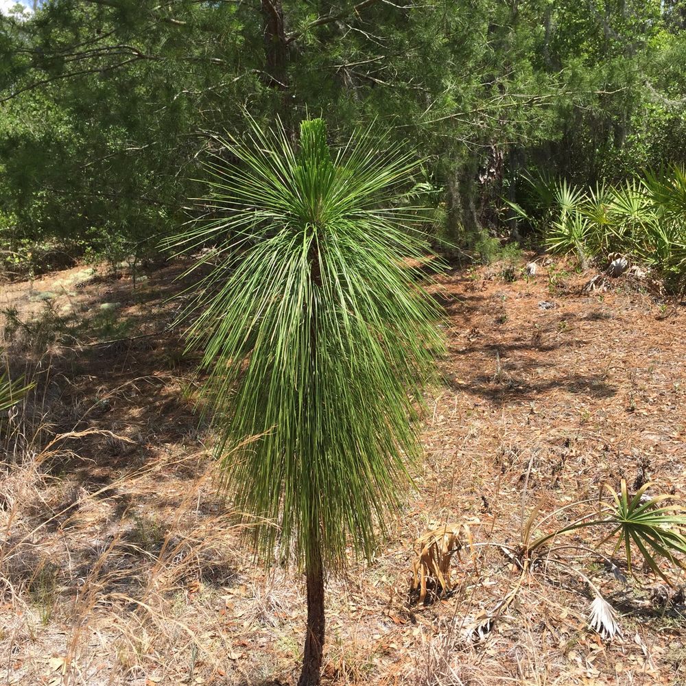 Bell Creek Nature Preserve - Scrub Pine! - Hiking Near Me - Riverview, Florida