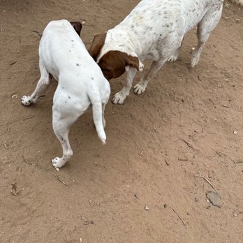 Paw Troopers - She's ok with other dogs approaching her while she is eating now  before she would exhibit guarding behaviors - Dog Walkers Near Me - Riverside, California