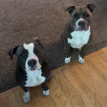 Veterinary Care Services - Athena with her brother Aries - Veterinarians Near Me - Milford, Michigan Veterinary Care Services - Athena with her brother Aries - Veterinarians Near Me - Milford, Michigan