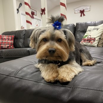 Vida pet grooming - Faith our bratty girl!! - Pet Sitting Near Me - Reseda, California