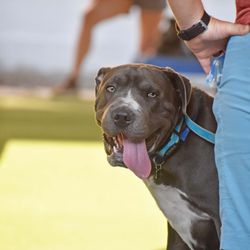 Sit Means Sit Cibolo - Happy pups, happy clients!