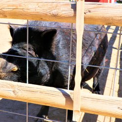 Babby Farms - Hungry pig