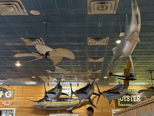 Big Fish Grill Rehoboth by null