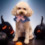 Pooches Hair Studio Dog Grooming