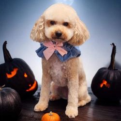 Pooches Hair Studio Dog Grooming