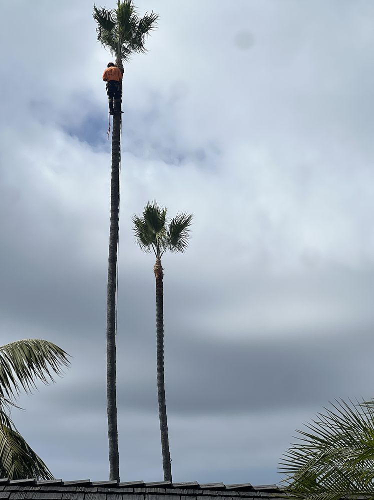 Arce's Tree Service - tree service in San Diego, CA