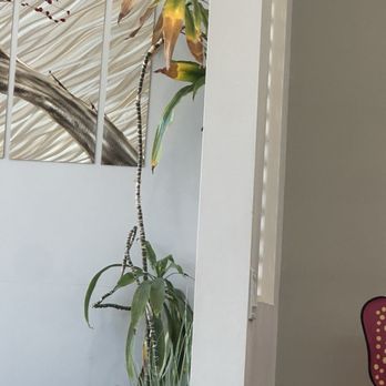 Serenity - A Nail Boutique - Another dead plant right at the entrance - Nail Salons Near Me - San Diego, California