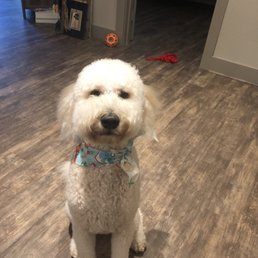 Fresh and clean from the groomer