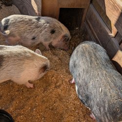 Woodside Ranch Resort & Conference Center - Pigs